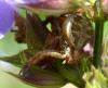 Xysticus sp.